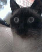 Прикрепленное изображение: IMG0027A.jpg
