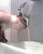 Прикрепленное изображение: IMG0034A.jpg